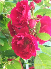501e3cf6-Picture 585.jpg